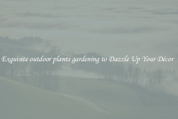 Exquisite outdoor plants gardening to Dazzle Up Your Décor  